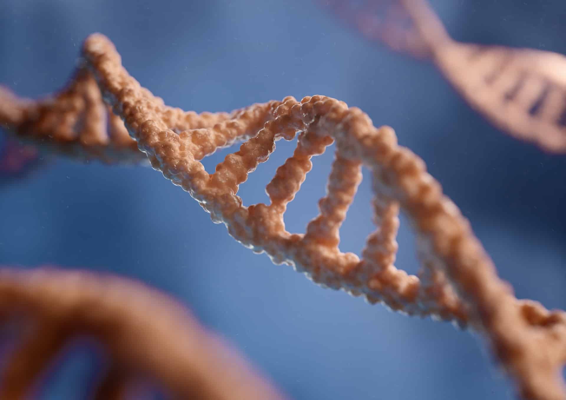 ADN et chromosomes